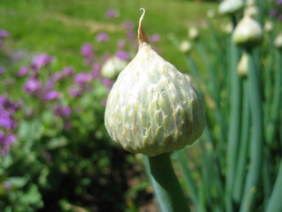 Allium giganteum