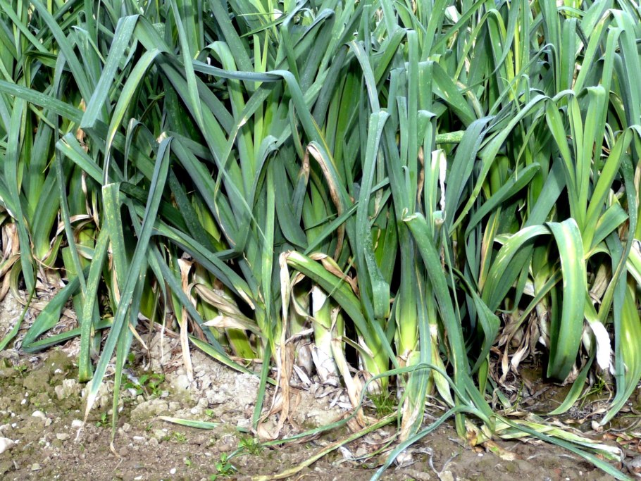 Лук порей растение