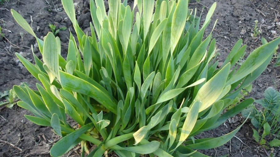 Многолетний лук слизун