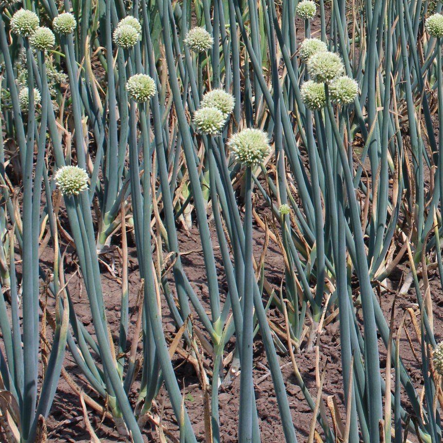 Allium fistulosum