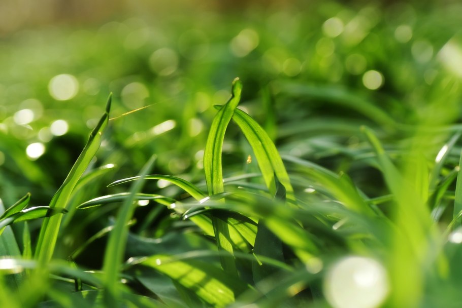 Лук батун - Allium fistulosum
