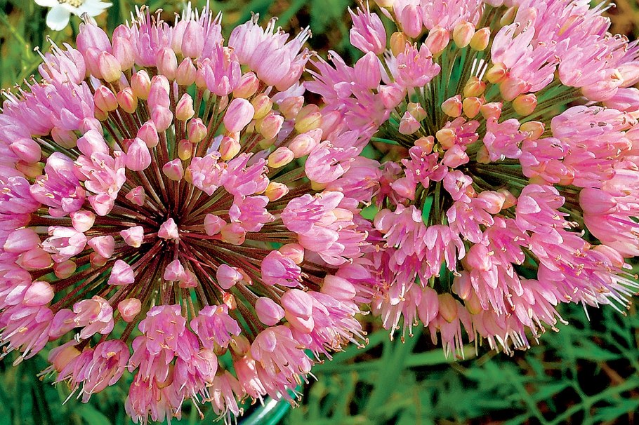 Чеснок посевной (Allium sativum)