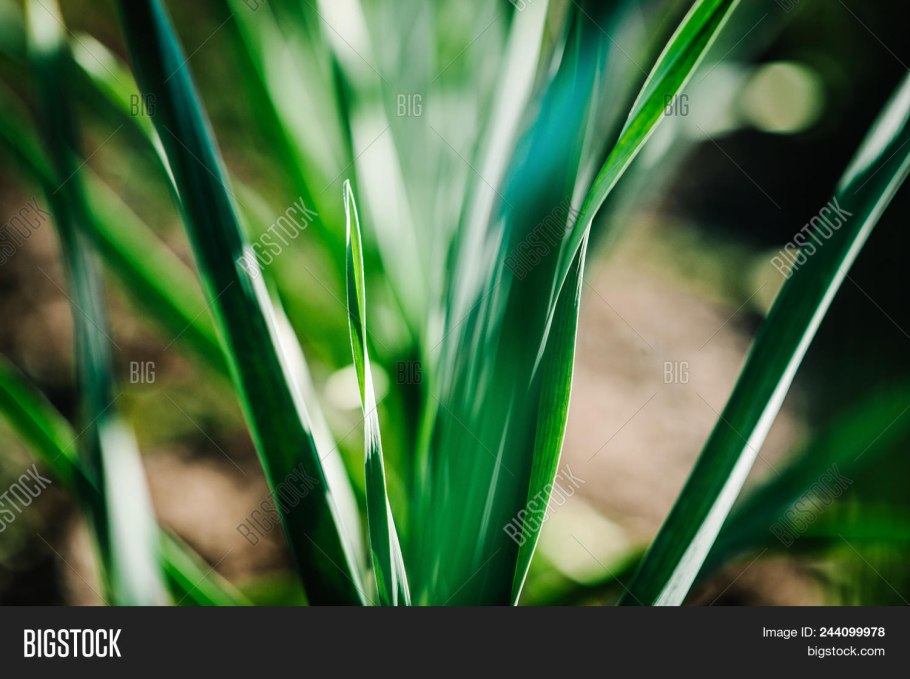 Лук в дождь