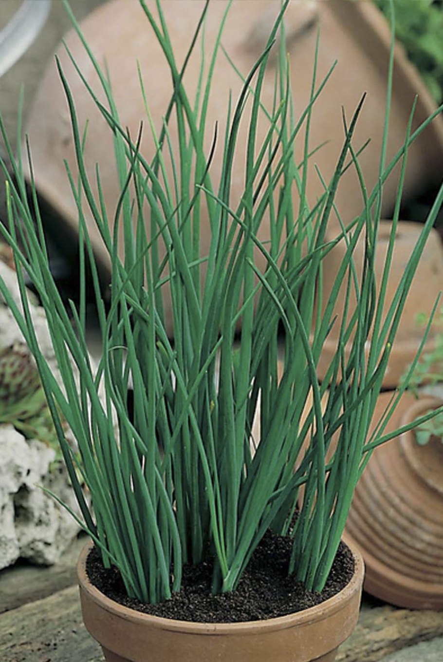 Лук Суворова Анзур многолетний