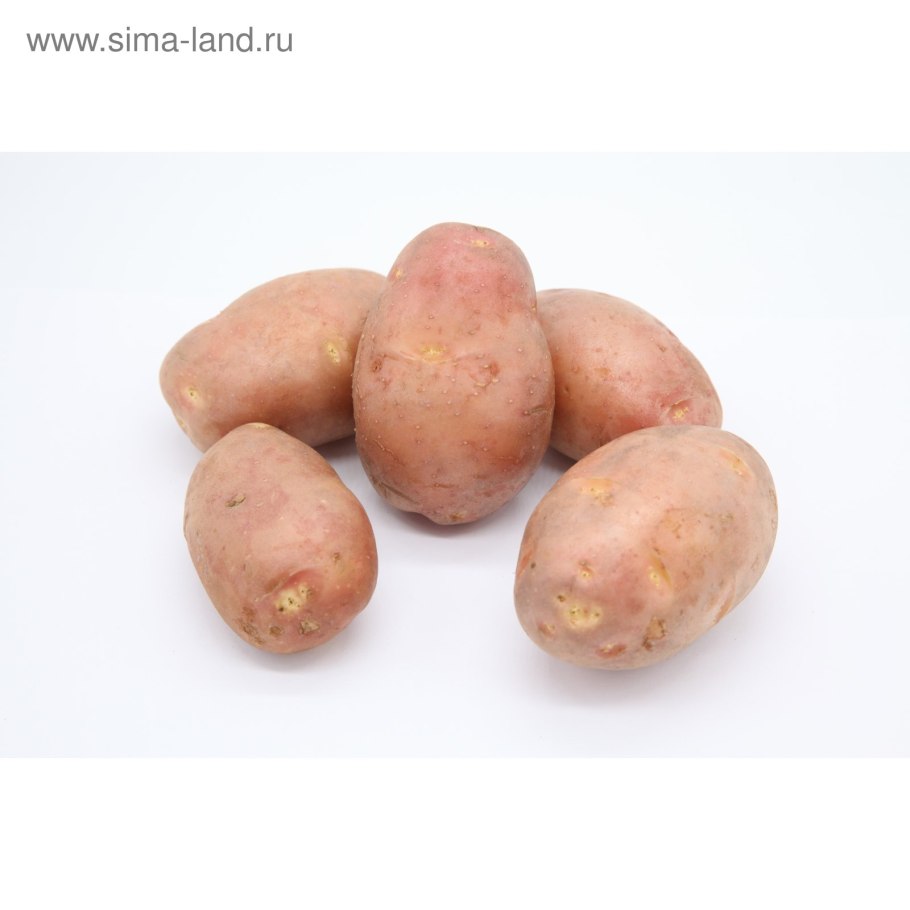 Сорт картофеля ред Скарлет элита