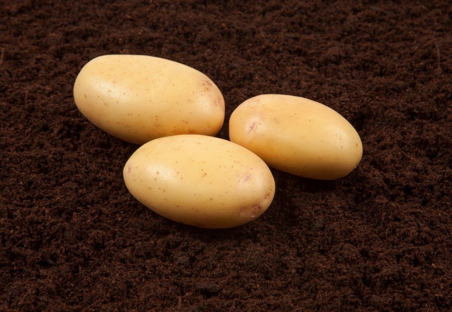 Картофель сорта Ильинский