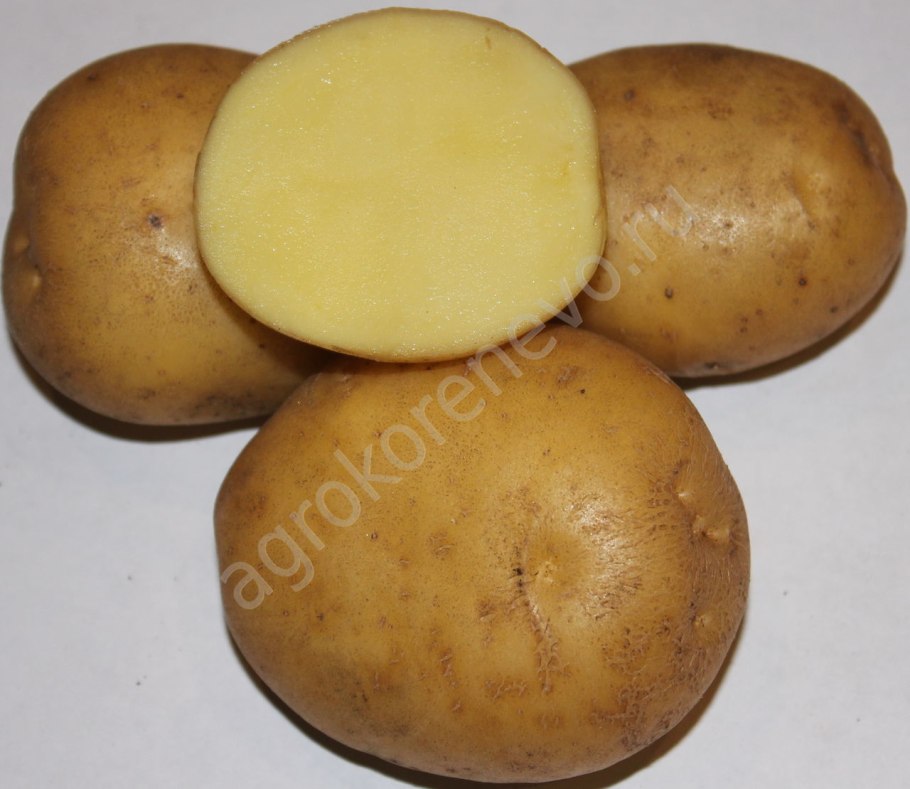 Сорт картофеля Мысовский