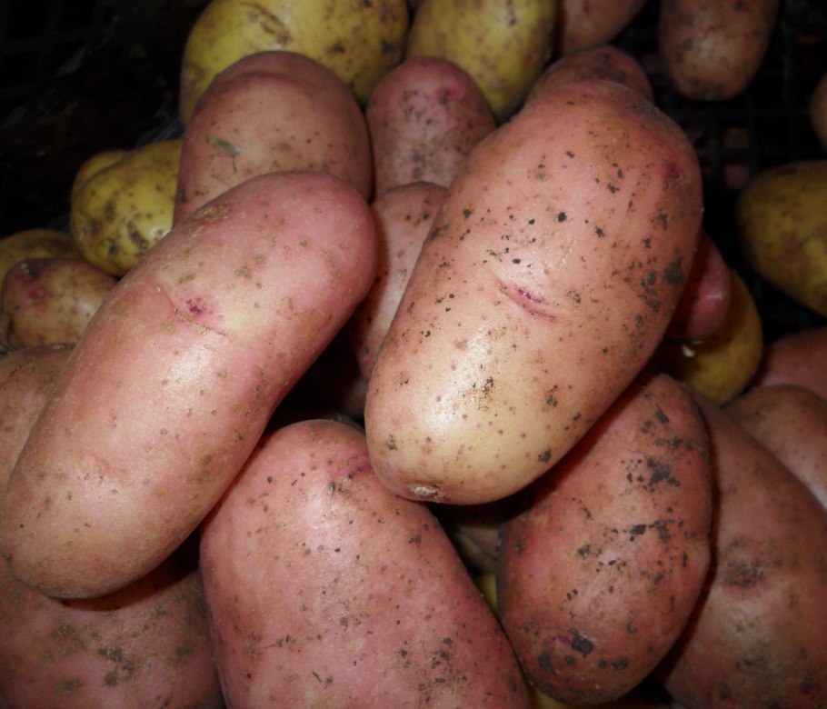 Картофель сорта Ильинский