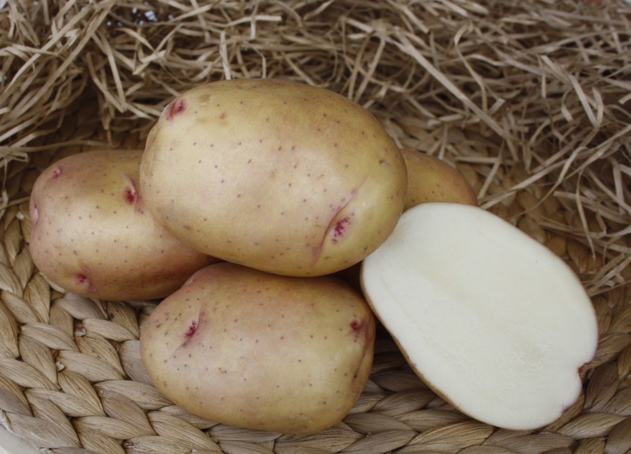 Сорт картофеля Рамона