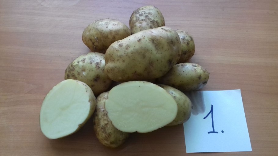 Сорт Хибинский ранний картофель