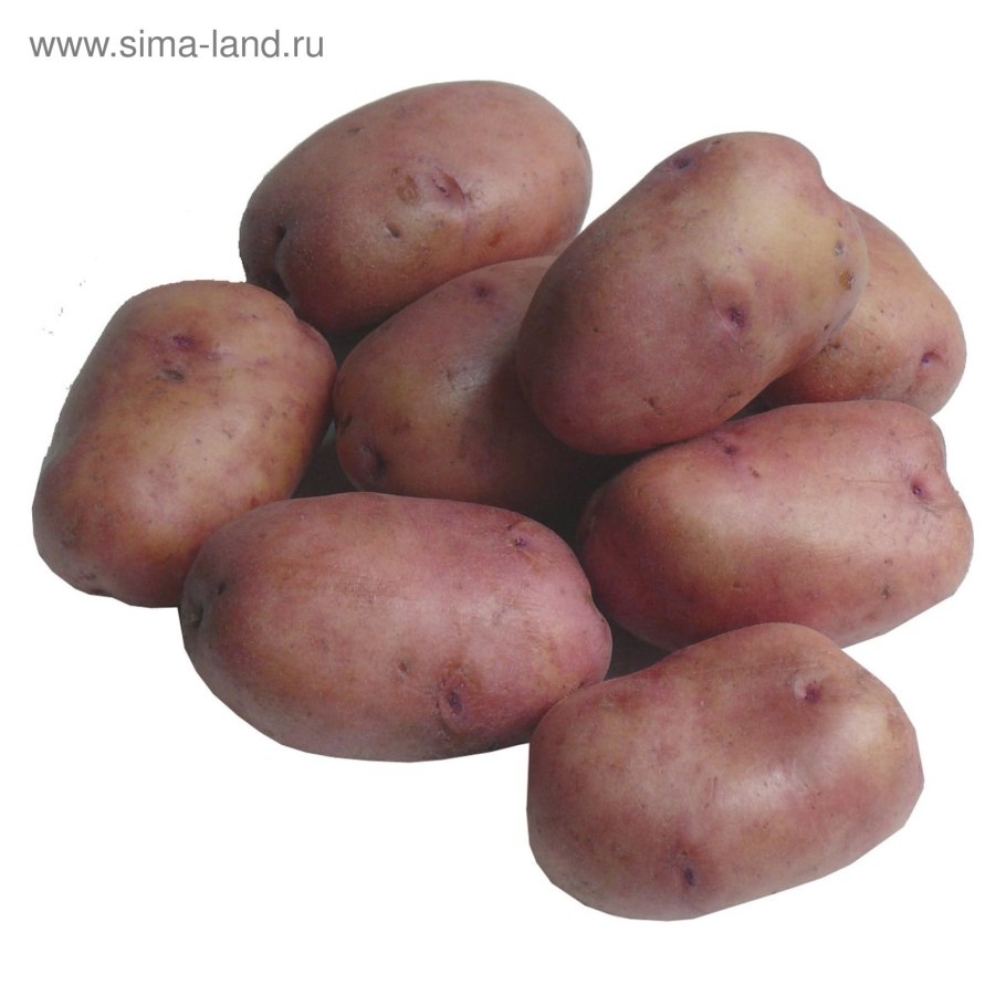 Картофель семенной Жуковский ранний