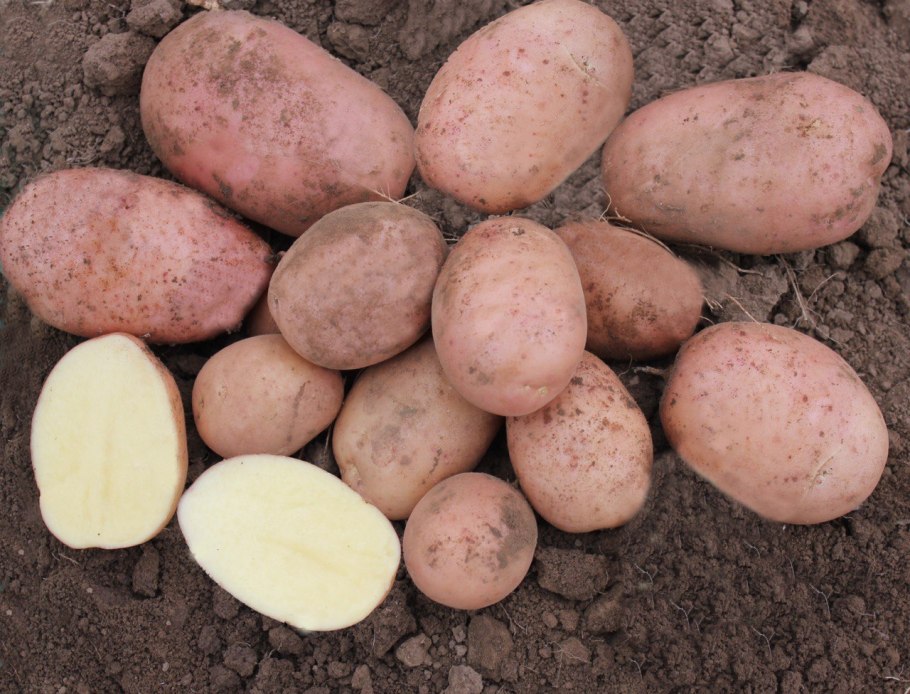 Семенной картофель Метеор