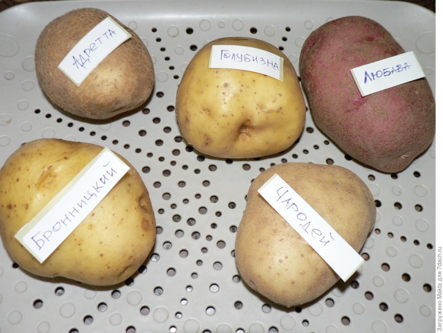 Картофель Импала