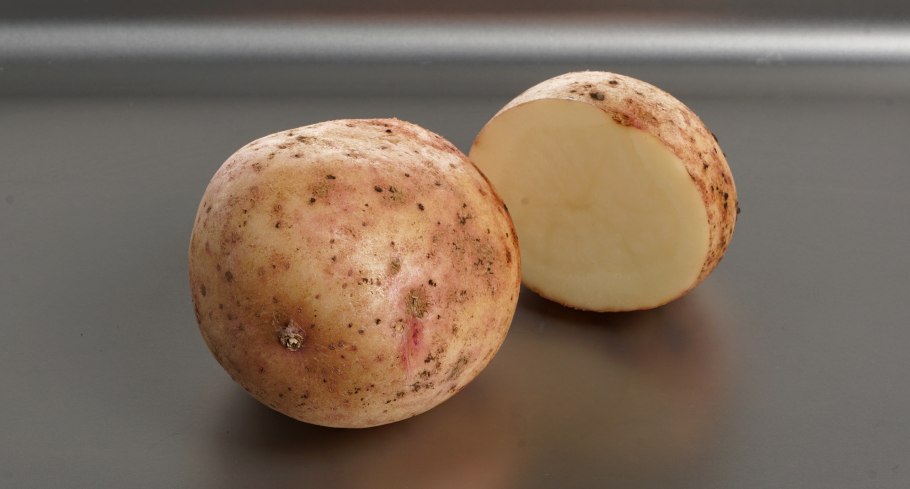 Сорт картофеля Аврора