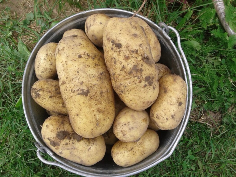 Сорт симфония картофель