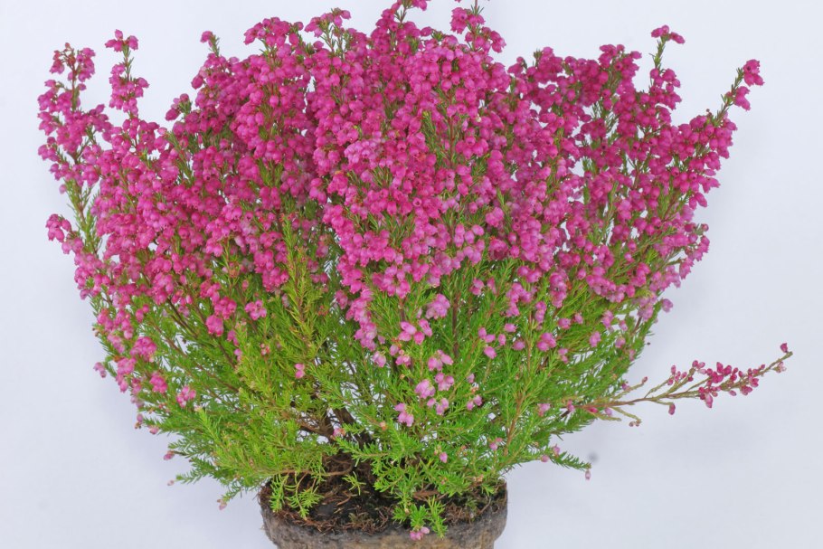 Аммания бонcaй