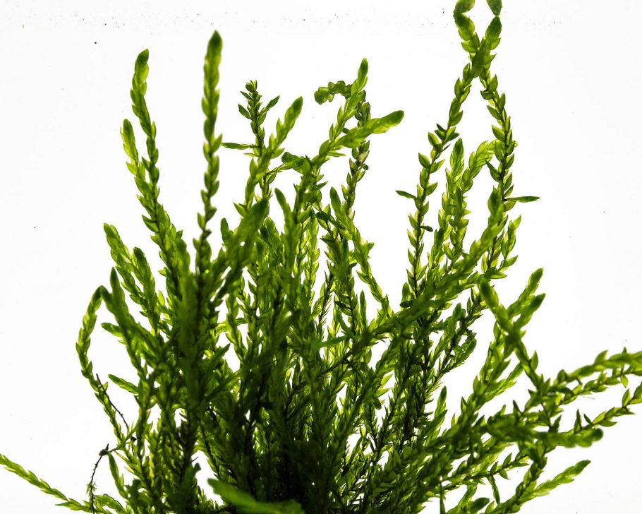 Мискантус китайский Грацилимус