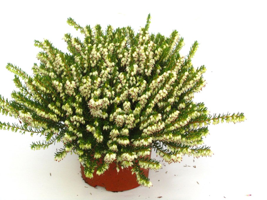 Вереск обыкновенный бадблюмерс