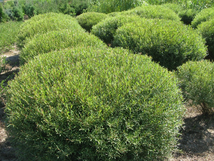 Аммания бонсай (Ammania SP.«Bonsai»)