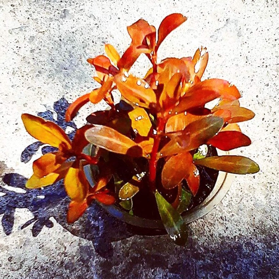 Аммания бонсай (меристемная)