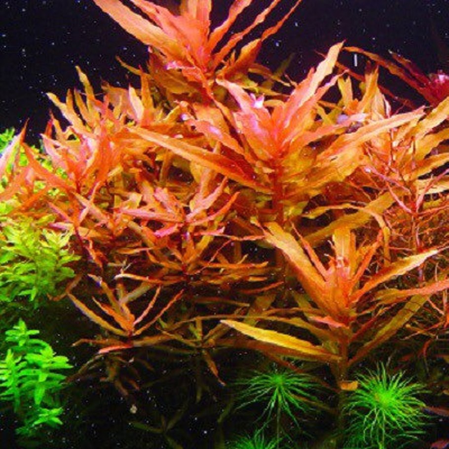 Незея крассикаулис