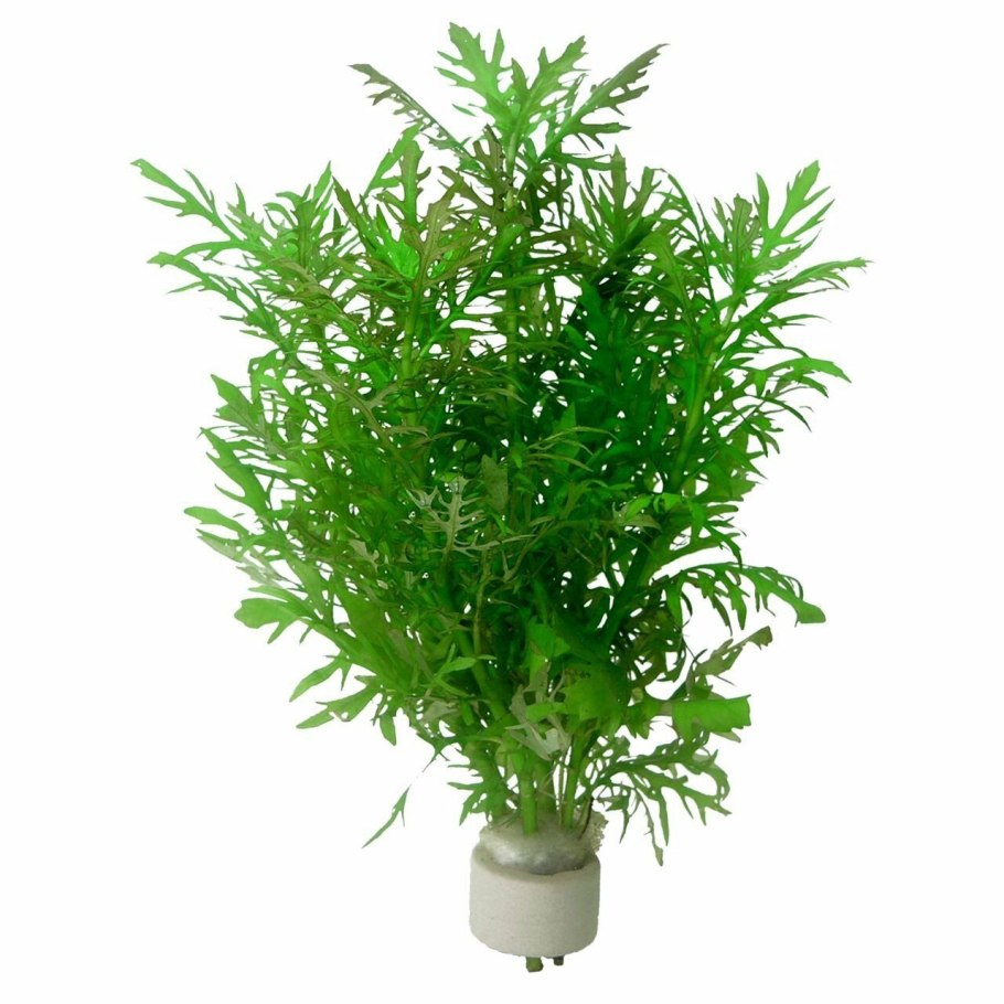 Berberis Quarz Назначение