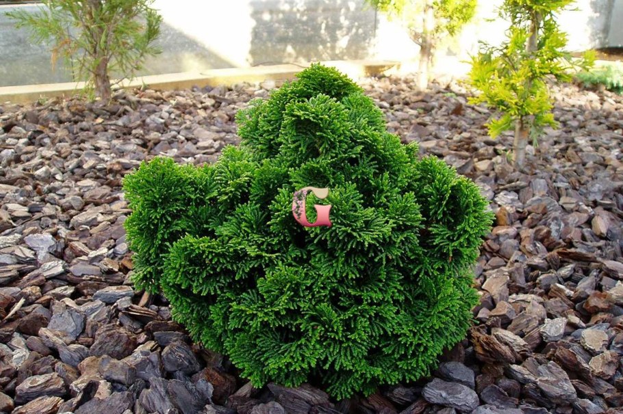 Вереск Каллуна Эрика