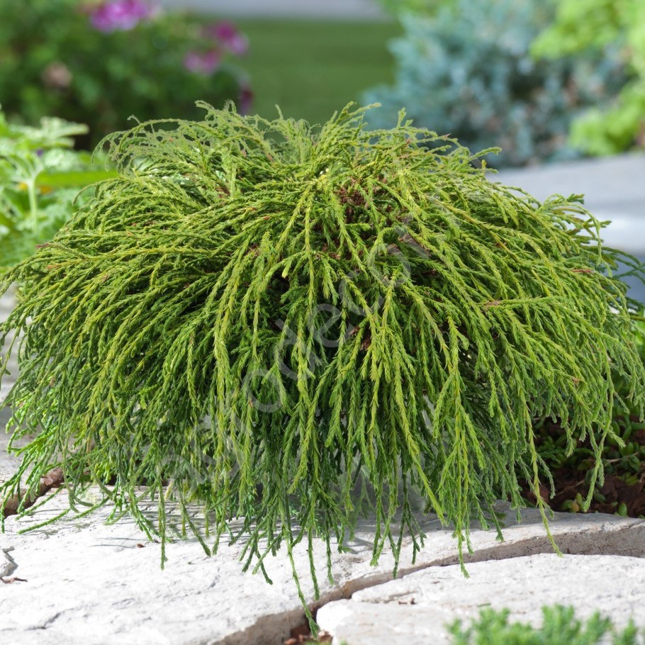 Аммания Сенегальская (Ammannia senegalensis)