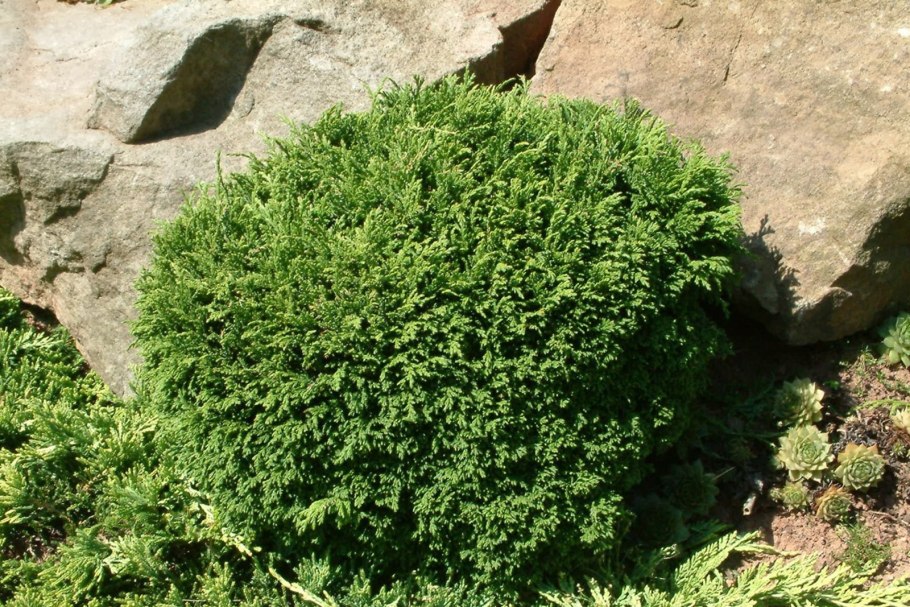 Аммания изящная Грацилис