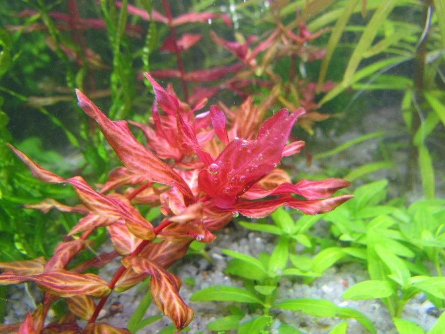 Эхинодорус Гризебаха