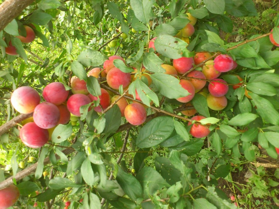 Медовая слива Ренклод