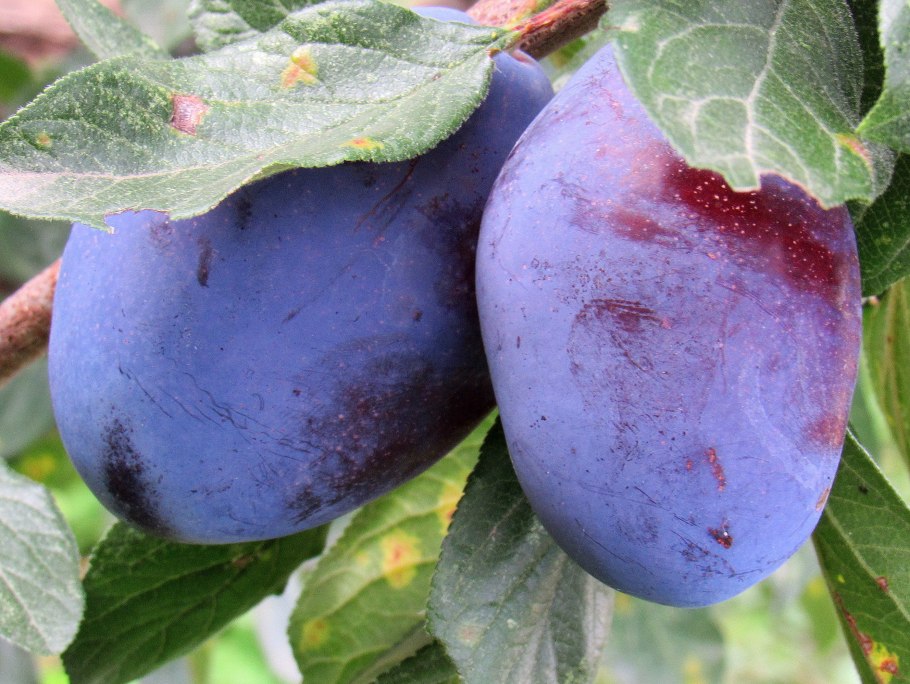 Пурпурные сливы