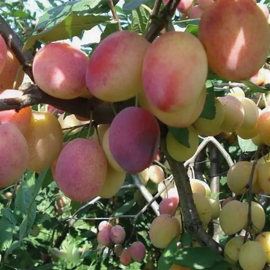 Сорт Ренклод Альтана