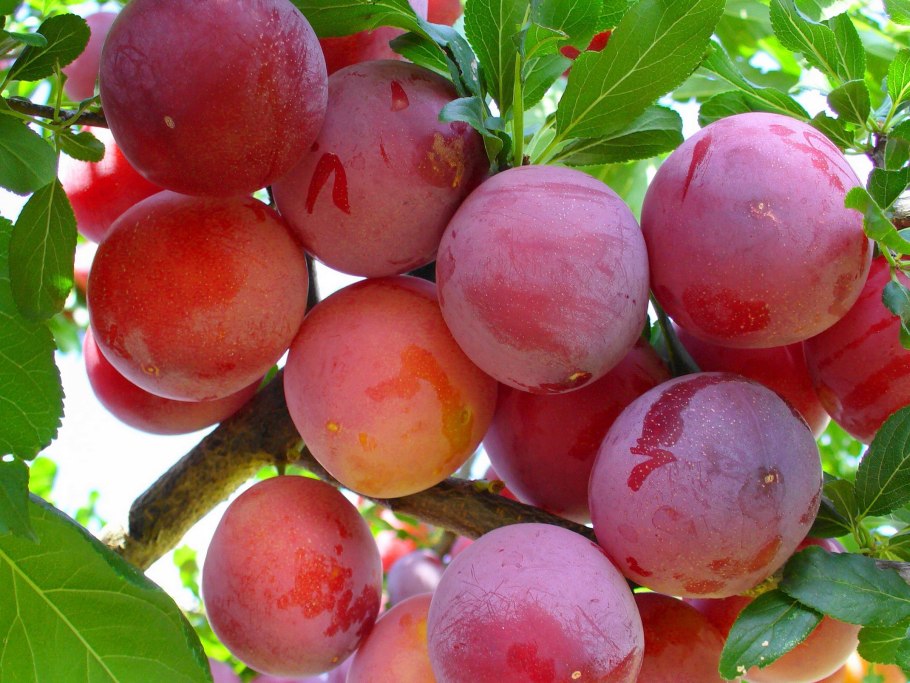 Слива Ренклод Колхозный