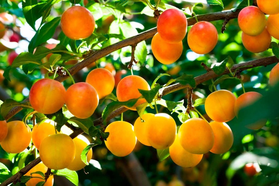 Слива желтая Яхонтовая