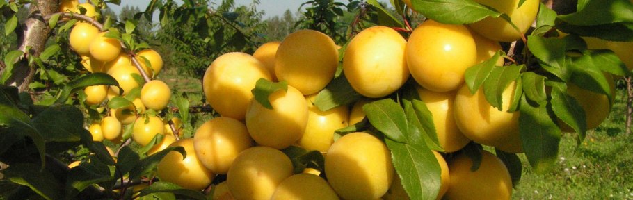 Сорт сливы Светлячок