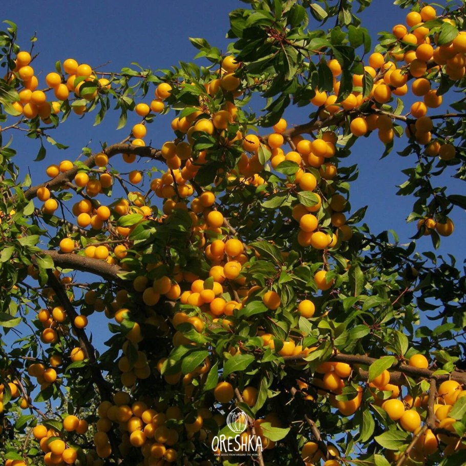 Алыча красный шар