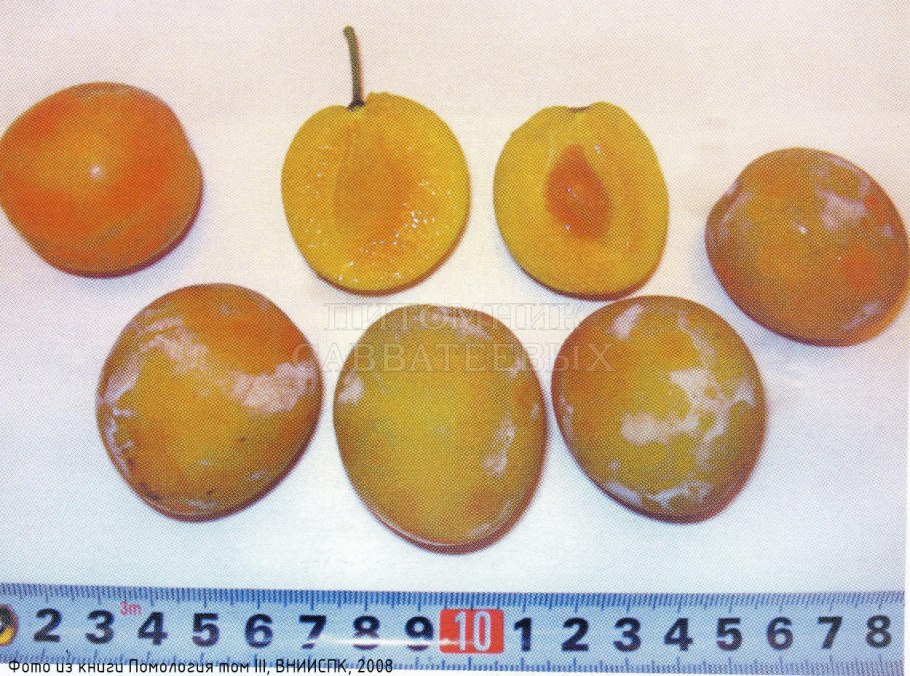 Саженцы желтой сливы