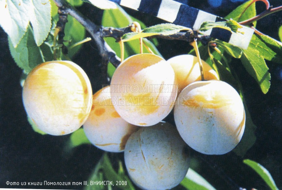 Слива Яхонтовая