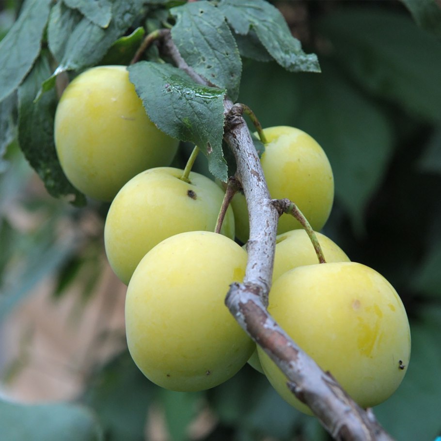 Алыча ранняя Зорька