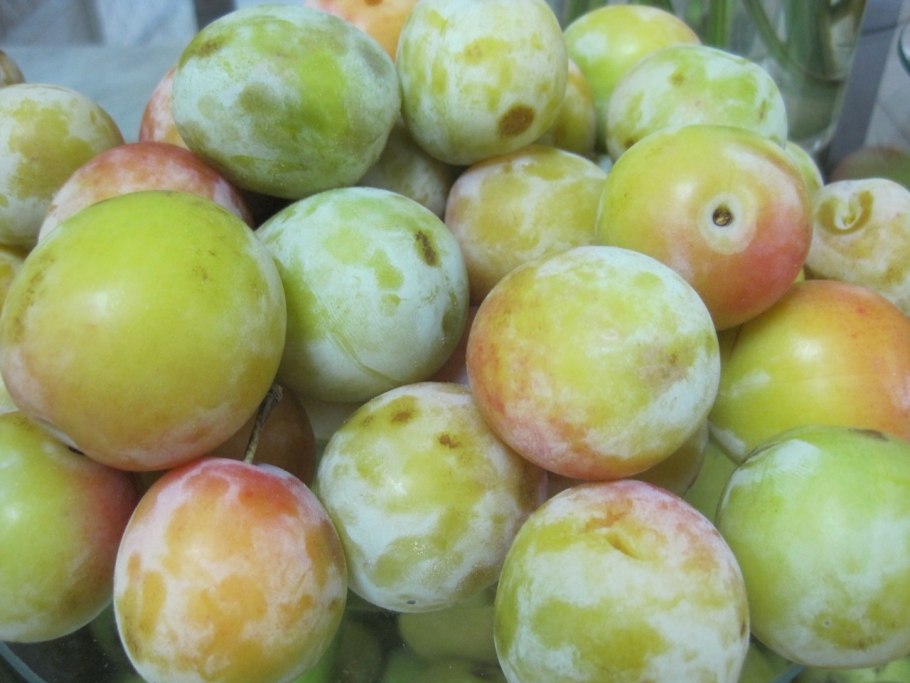 Слива китайская Скороплодная