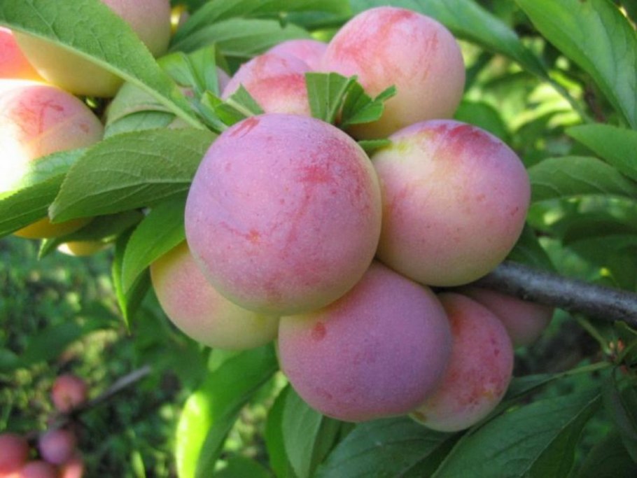 Слива Яхонтовая