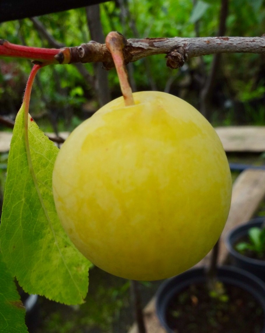 Алыча злато скифов