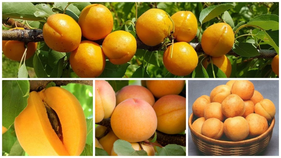 Слива сорт память Тимирязева