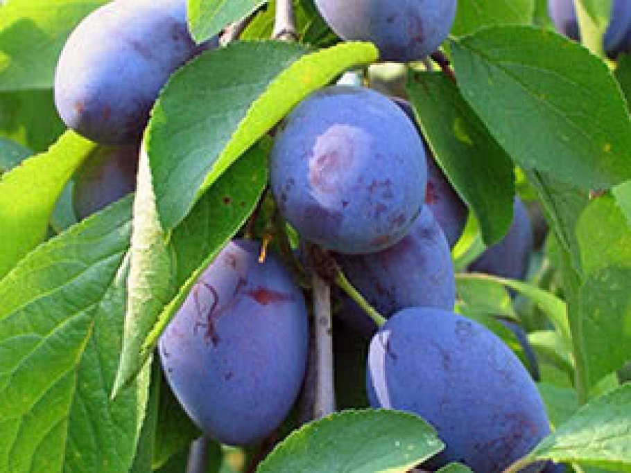 Сливы в природе