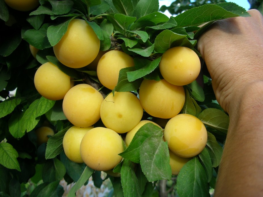 Слива Айская желтая