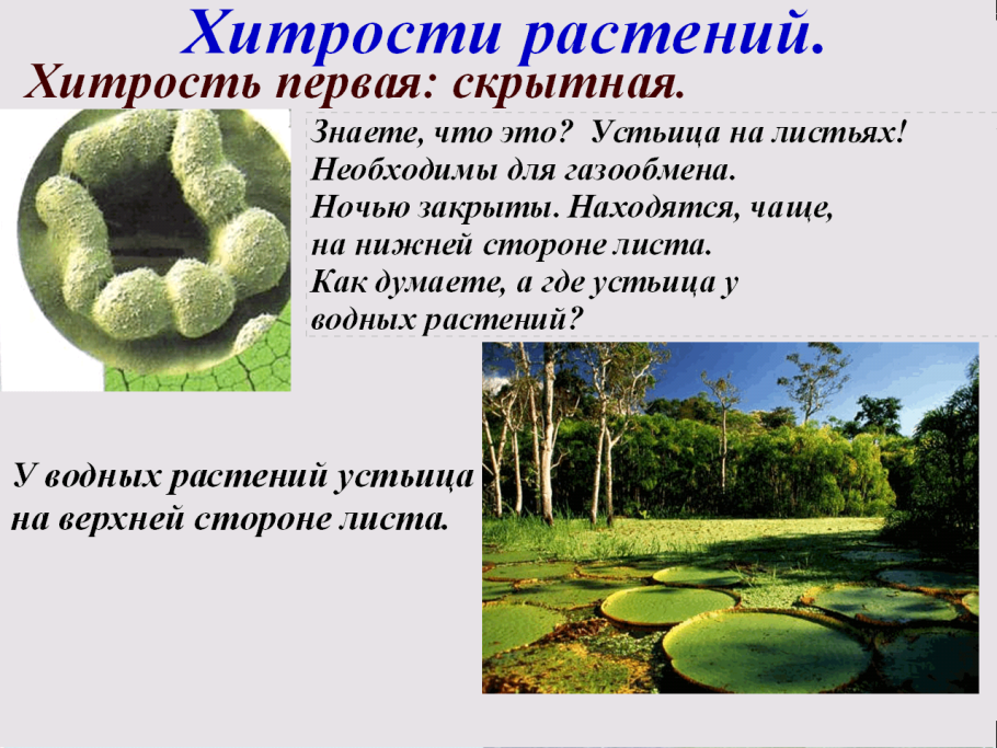 Приспособленность растений к воде