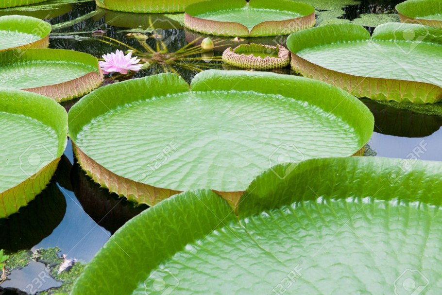 Лотос орехоносный корень