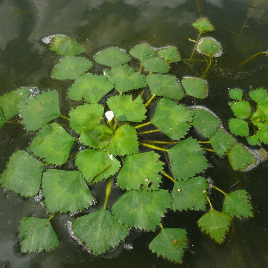 Испарение воды биология