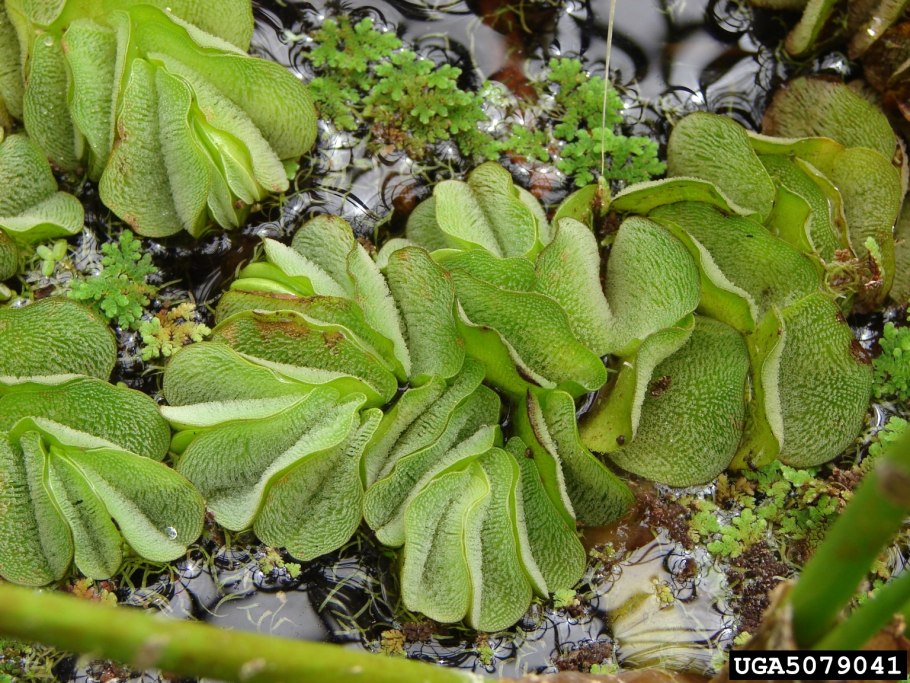 Водные растения средней полосы